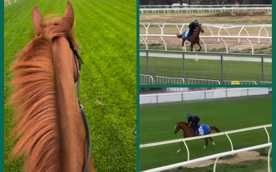 ERSTE ARBEIT AUF GRAS