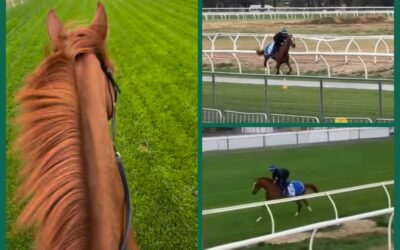 ERSTE ARBEIT AUF GRAS