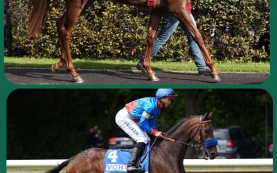 ZWEI CHANCEN IN HALLE