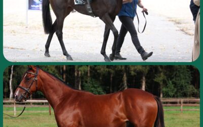 ZWEIMAL ZWEIJÄHRIGE