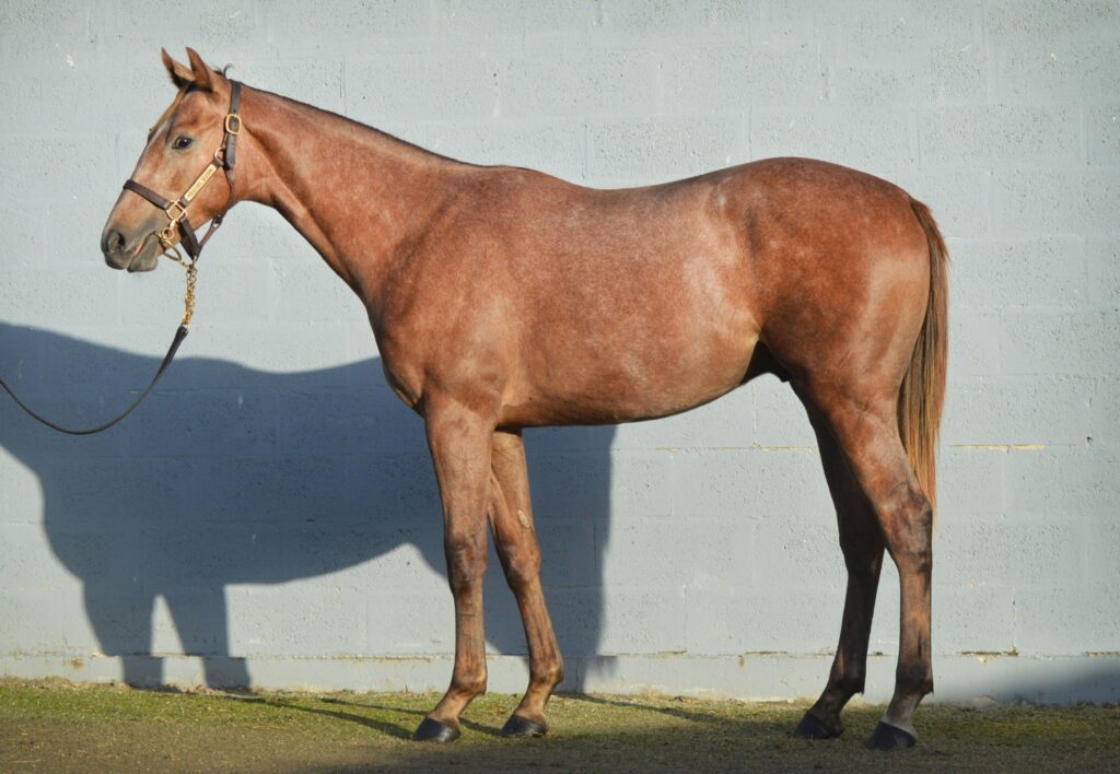 DEBUTANT IM ELSASS
