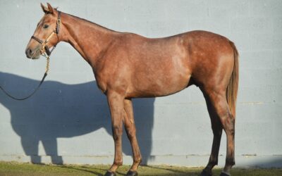 DEBUTANT IM ELSASS