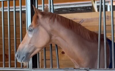 AMPEL STEHT AUF GRÜN