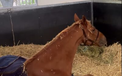 GUTEN MORGEN DEUTSCHLAND