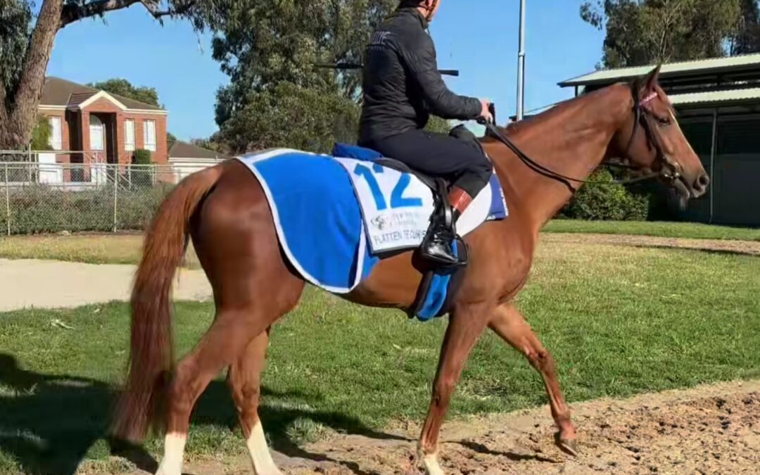 “FLATTEN” AUS BOX 17