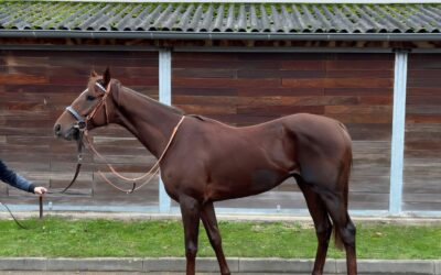 TRUE LION ZURÜCK GEKAUFT