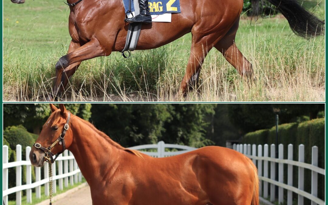 “ELFMETER” IN DORTMUND