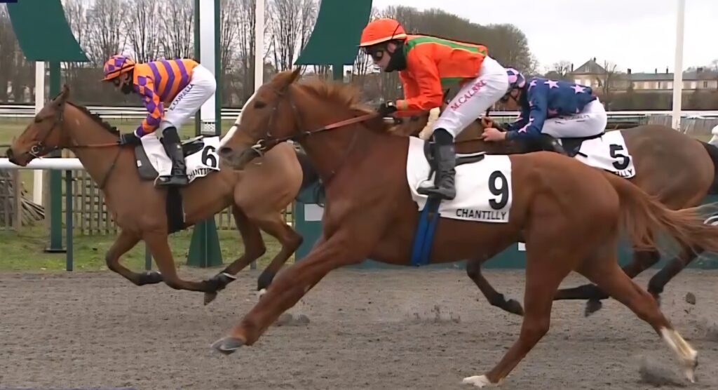 GLEICH CHANCE BEI STALLDEBUT