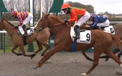 GLEICH CHANCE BEI STALLDEBUT