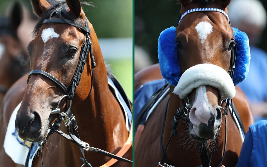 AUCH IM Agl. GUT GERÜSTET