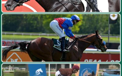 NOCH DREIMAL BLACK-TYPE