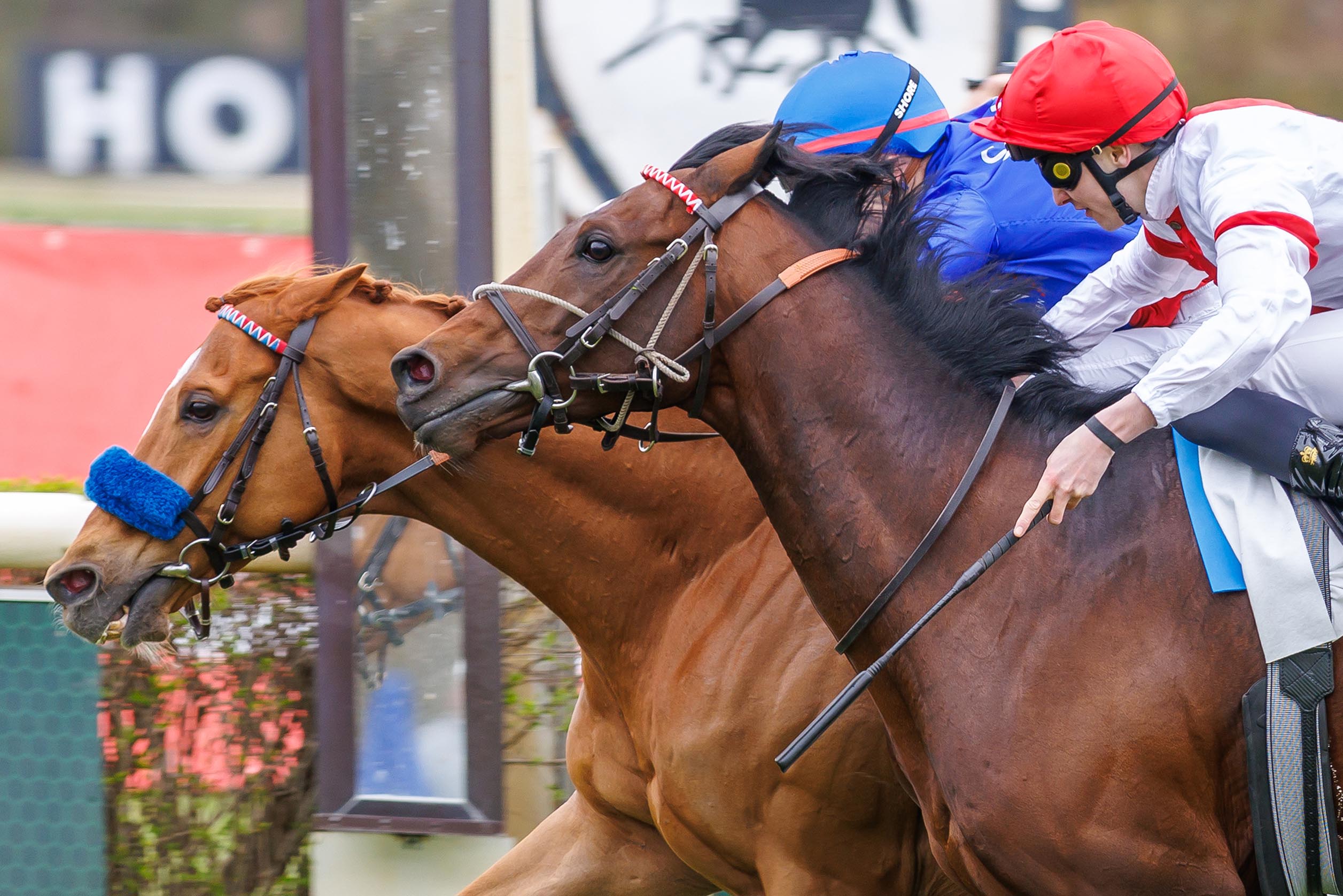Flatten the Curve siegt unter Thore Hammer-Hansen im Altano-Rennen – Listenrennen
