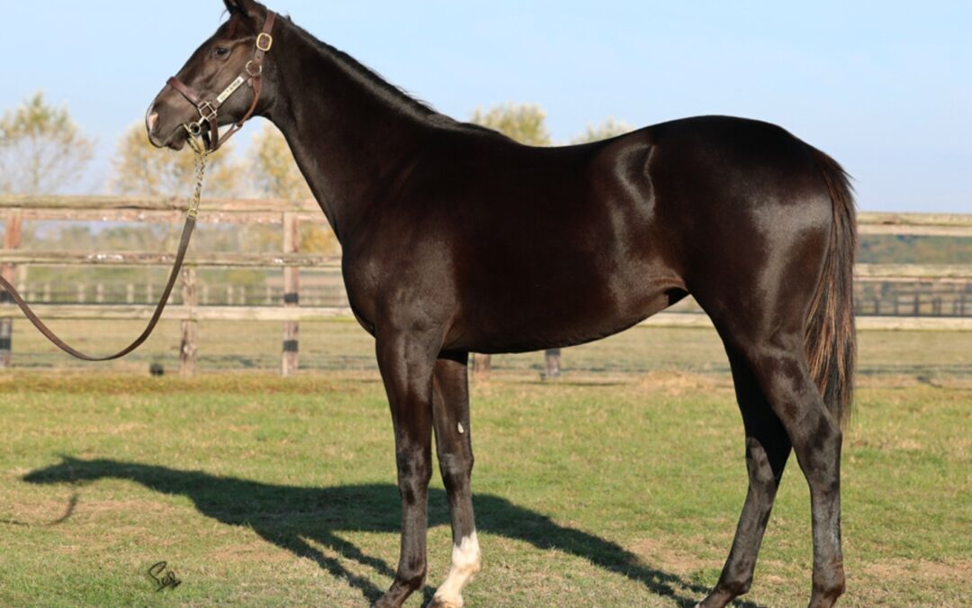 NÄCHSTE ZWEIJÄHRIGE LÄUFT