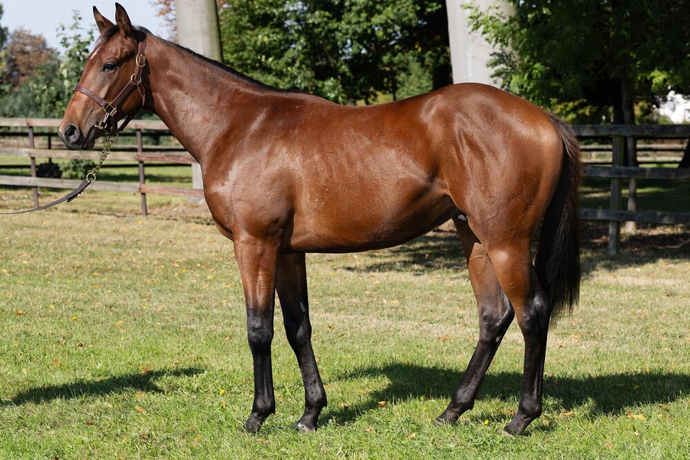 LOT-80-Dimitri-@b8ab4543